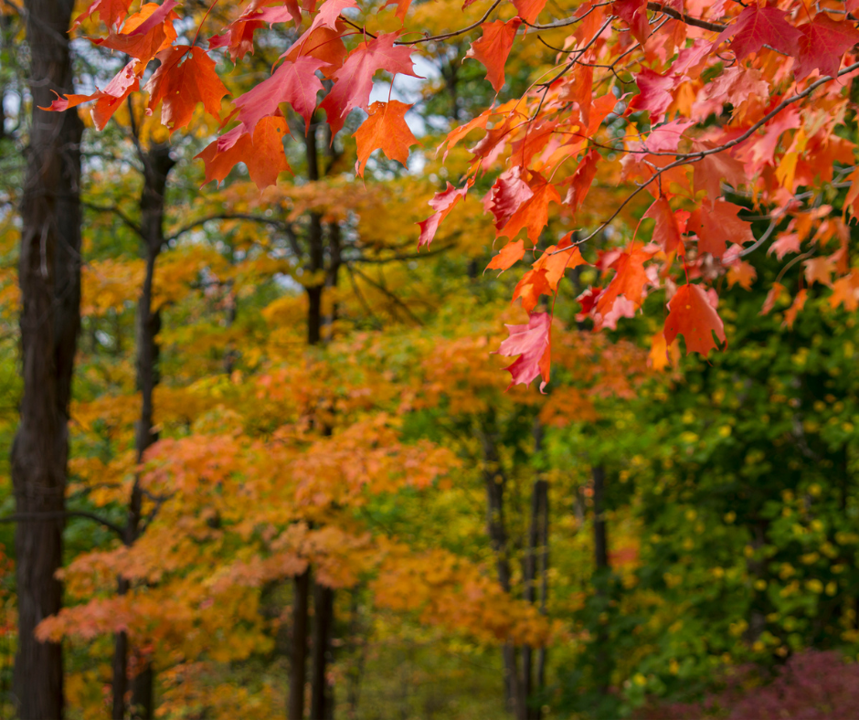 Fall Foliage