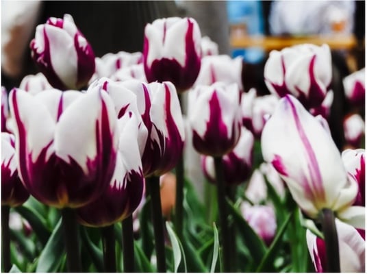 Tulips